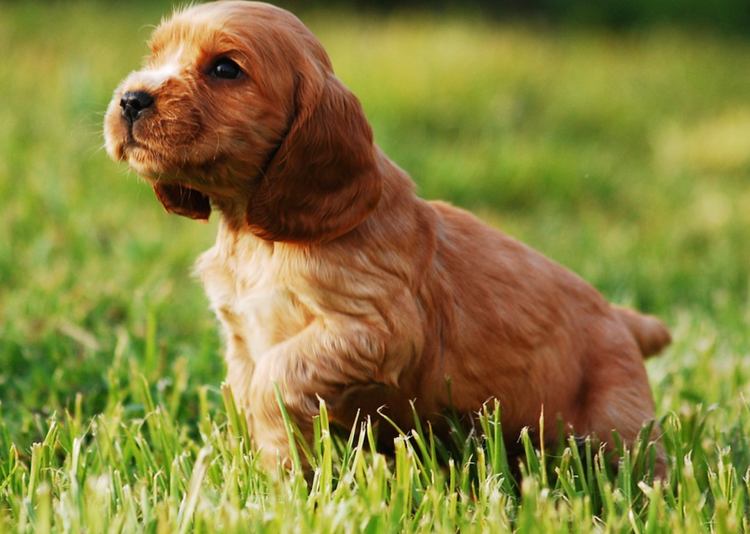 #24. Cocker spaniel (tie)